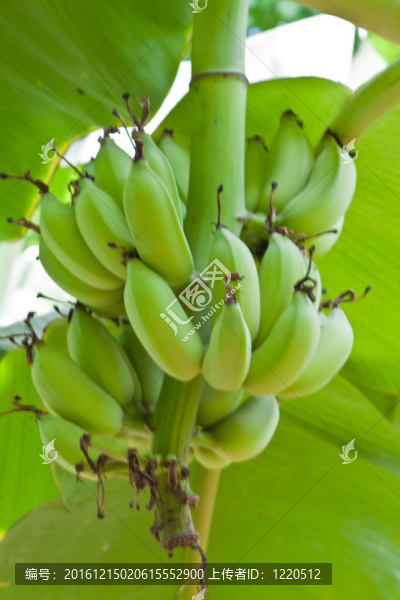 泰國花園里樹上的香蕉束