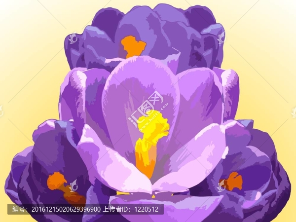 番紅花-摘要組成