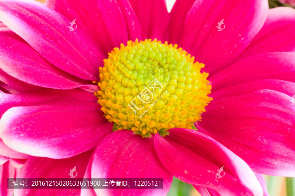 粉紅色的花
