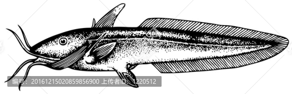鰻鯰（Channallabes天燕座）