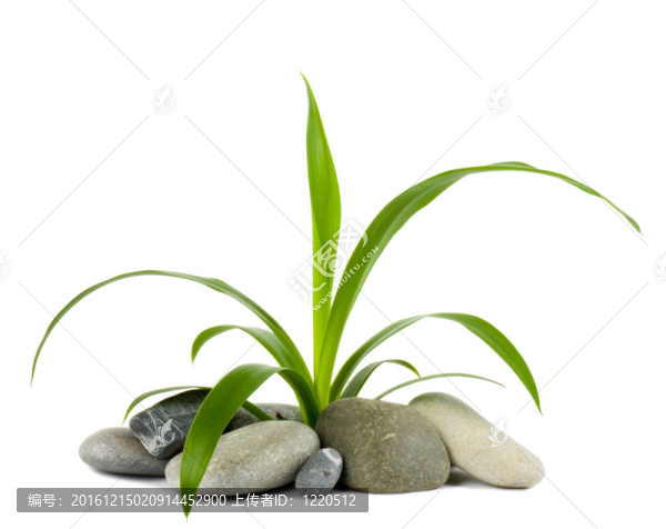 石頭和綠色植物