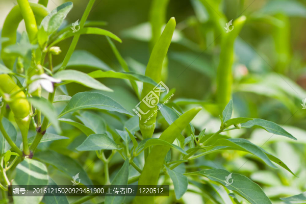 辣椒