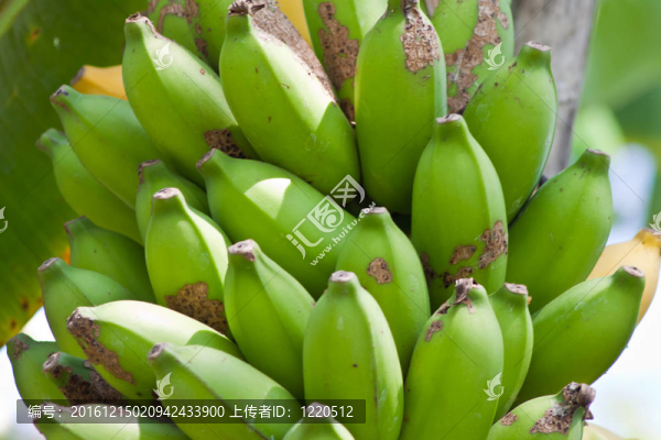 泰國(guó)花園里樹(shù)上的香蕉束
