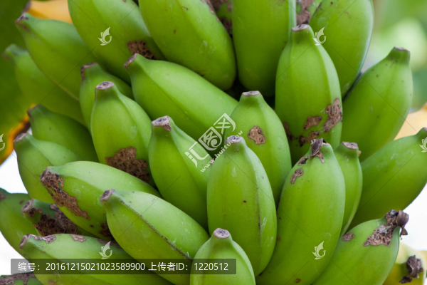 泰國花園里樹上的香蕉束