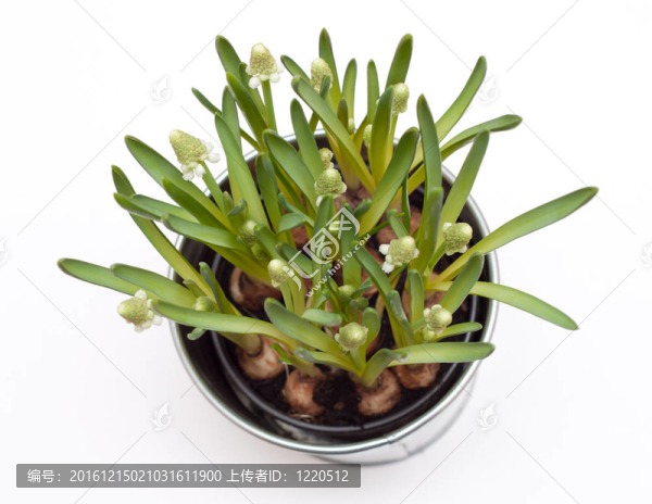 葡萄風(fēng)信子花在一盆白色隔離