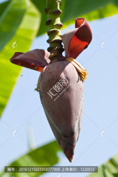 香蕉花