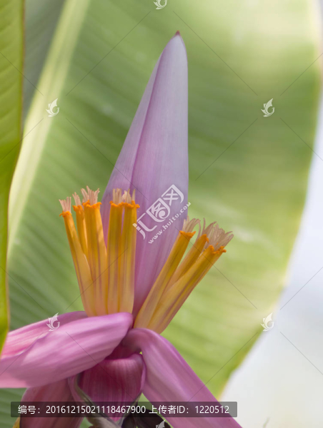 香蕉花