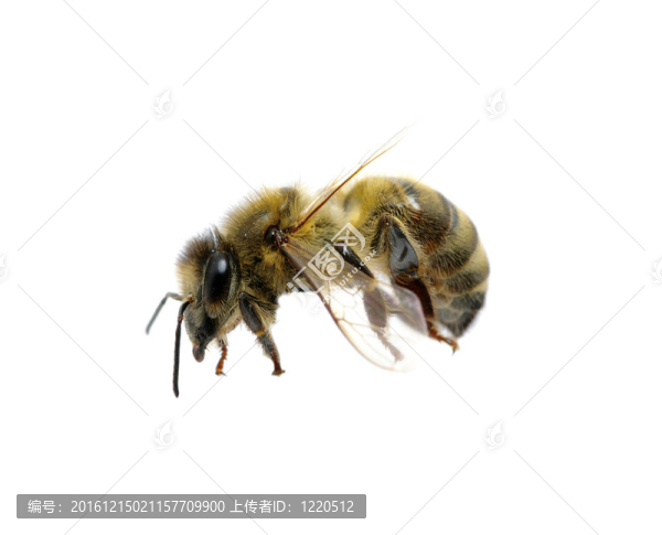 蜜蜂