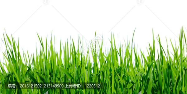 綠色的草