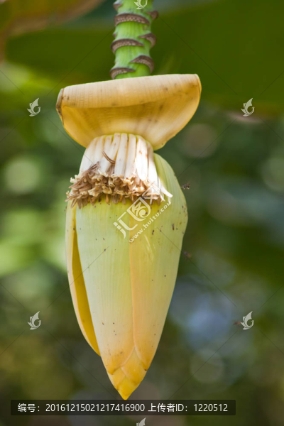 香蕉花