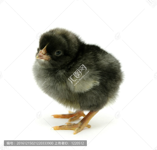小雞