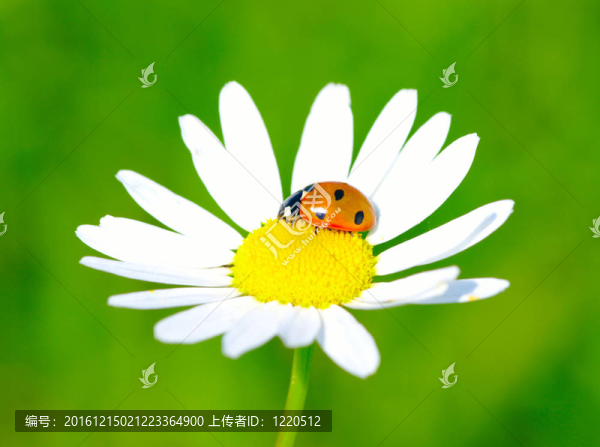 瓢蟲(chóng)