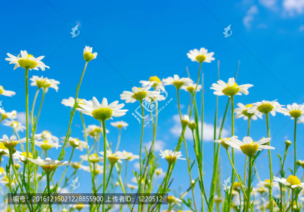 白菊花