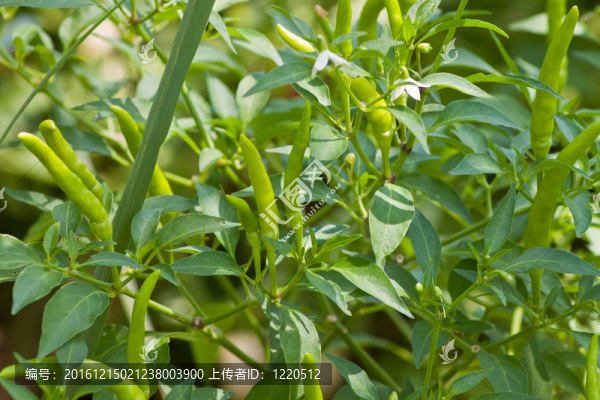 辣椒