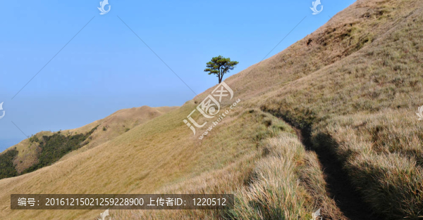 樹和路