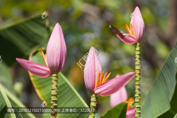 香蕉花