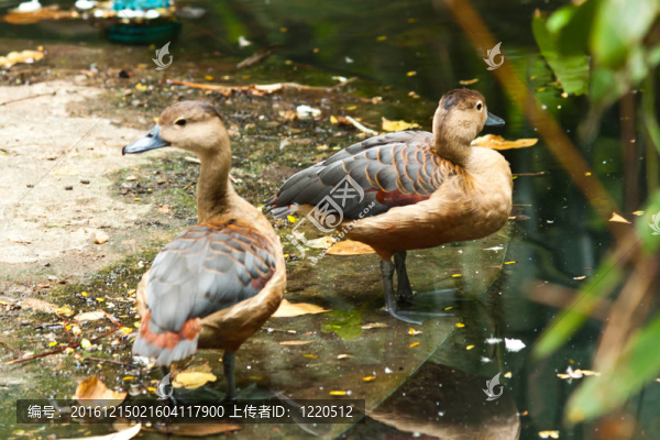 鳧鴨