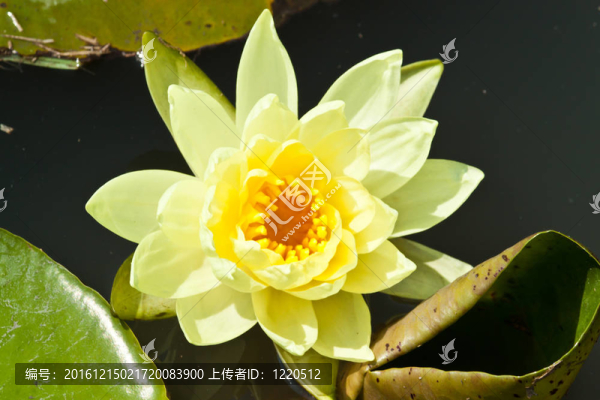蓮花綻放
