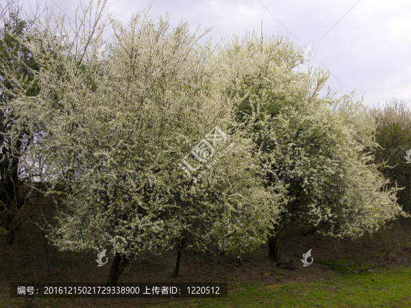 一棵開(kāi)花的樹(shù)
