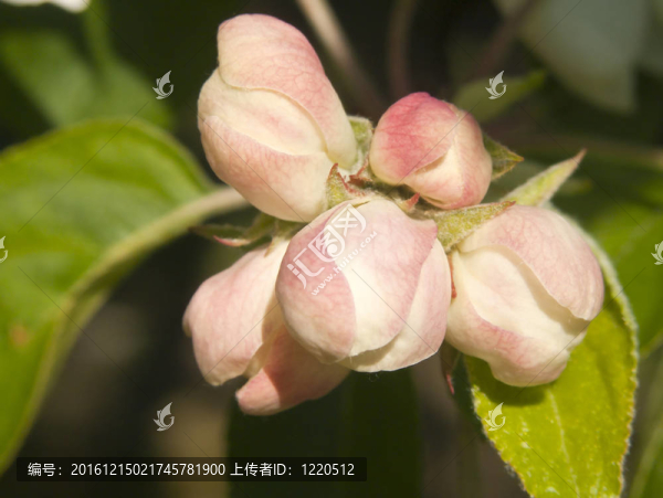 春天的花朵