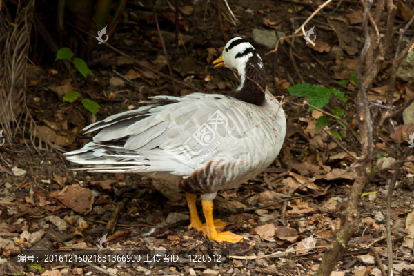 美麗的Man,Duck