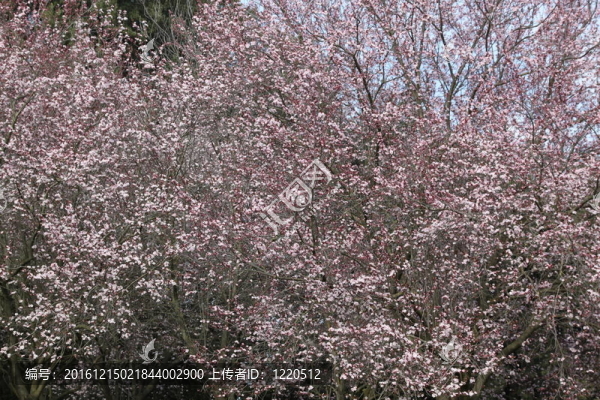 春天開花的樹