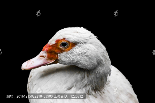 白家養(yǎng)的鴨