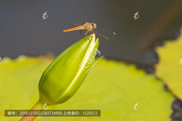 美麗的蓮花和水