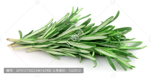 小枝迷迭香