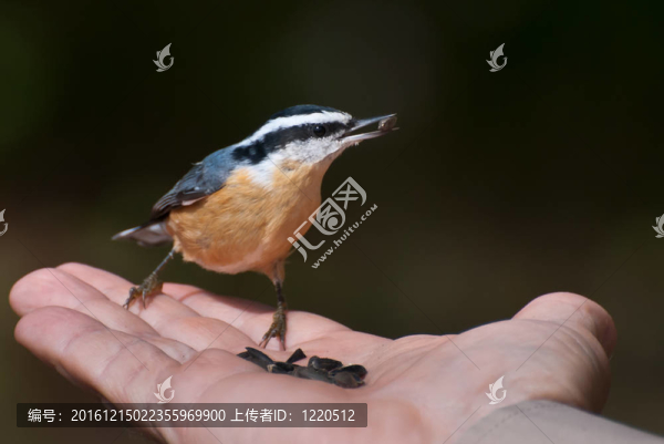 紅胸鳾吃人類的手