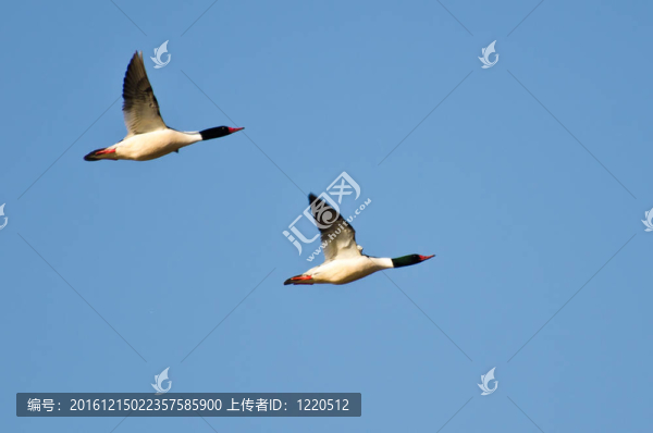 普通秋沙鴨飛異口同聲
