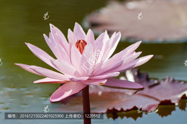 美麗的蓮花和水