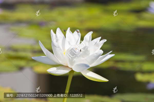 美麗的蓮花和水