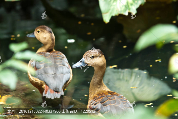 鳧鴨