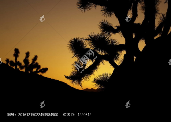 約書亞樹夕陽的剪影