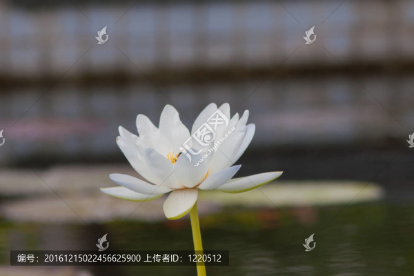 美麗的蓮花和水
