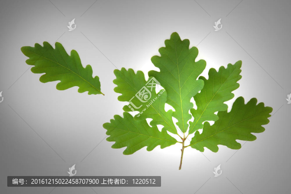 橡樹葉的小枝