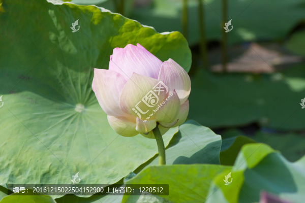 美麗的蓮花和水