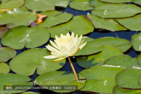 美麗的蓮花和水