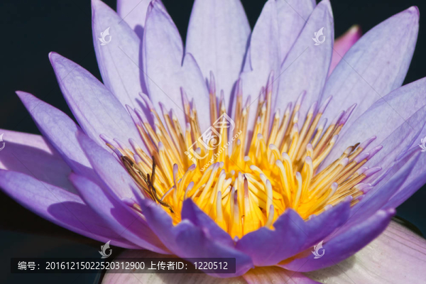 美麗的蓮花和水