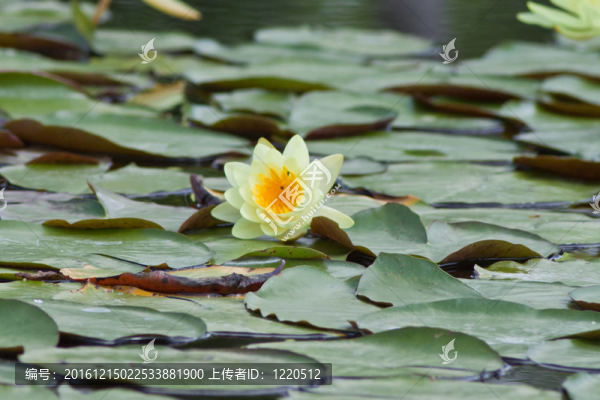美麗的蓮花和水