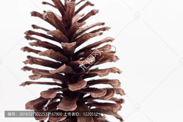 松樹(shù)的球果