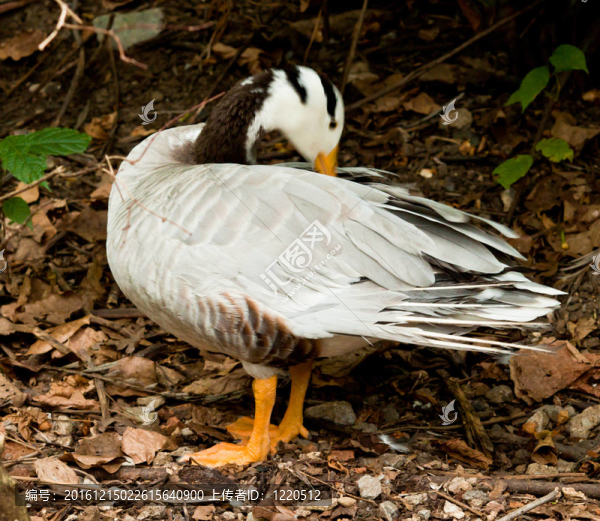 美麗的Man,Duck