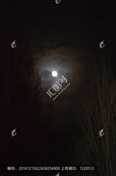 滿月在樹(shù)頂