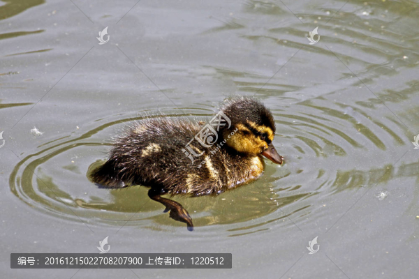 綠頭野鴨：野鴨