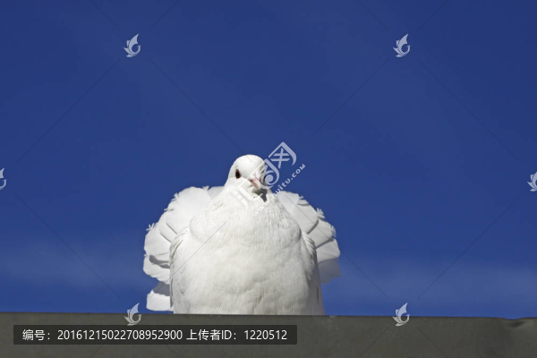 印度鴿子；老亞洲人種