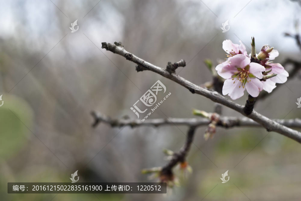 白色的粉紅色的花和枝杏仁樹