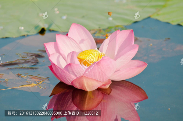 神圣的蓮花活化石（特寫）