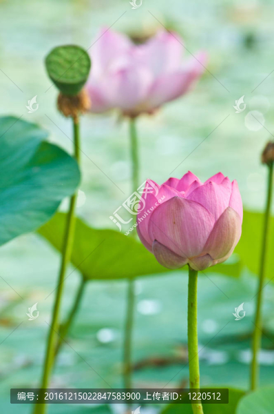 神圣的蓮花活化石（特寫）