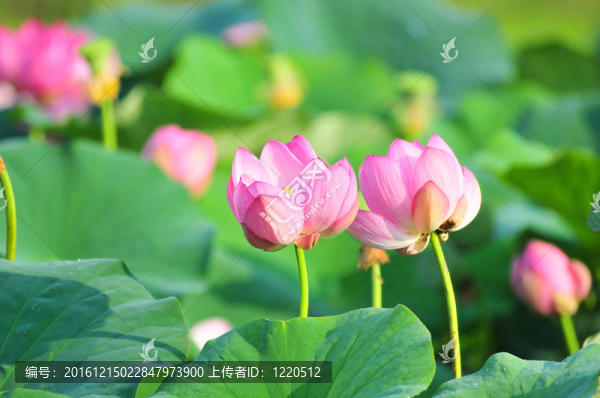 蓮花（特寫）